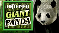 Untamed Giant Panda